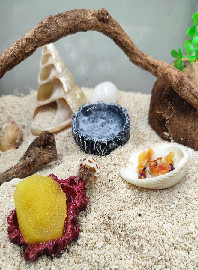 SINKOO 15 Pack Hermit Crab Shells with 2 Pack Food Water Bowl Growth Turbo Seashell Supplies Accessory - Image 2